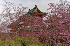 Jean-Claude R  : Japon, Cerisiers en fleurs