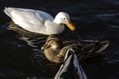 Jean-Louis B : Autour du lac d\'Enghien