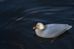 Jean-Louis B : Autour du lac d\'Enghien