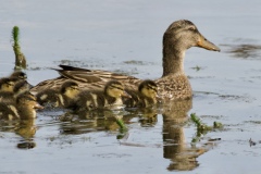 Philippe-H-13-famille-canards-colvert