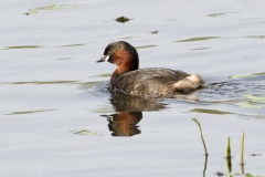 Philippe-H-7-grebe-castagneux