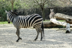 José-C : Zoo de Vincennes