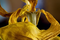 Jean-Louis B : Tulipe