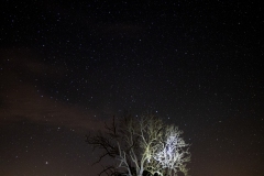José-C : l'arbre et les étoiles