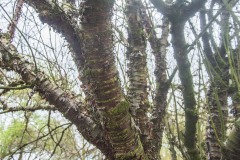 Rolande-D-Branches et arbres