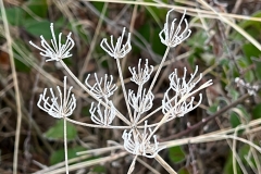 Pascale-B- fleurs d'hiver