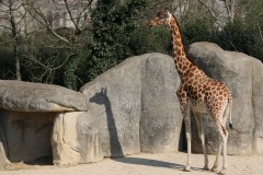 CE-Girafe