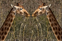 HD-Duo de Girafes