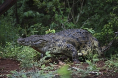 Gérard : Crocodile au Swaziland
