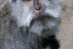Michel G : Macaque, Bali - Indonésie