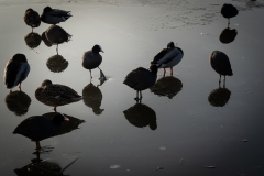 Céline-D-Oiseaux sur le lac gelé_Enghien