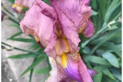 PB - Iris