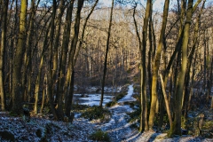 Hilde-H : forêt de Mcy