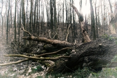 Hilde-H : arbre tombé
