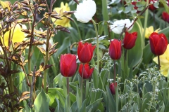 JLB : Tulipes