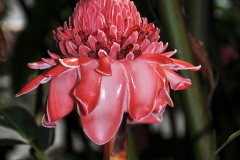 Danielle-C-fleur tropicale 2