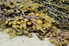 Gilles-D- Les algues en bord de mer